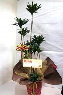 祝・観葉植物「フローリスト華えん」（福井県敦賀市の花屋）のギャラリー写真